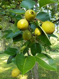 Close-up of lemons on tree