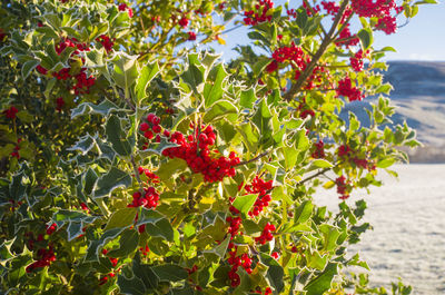 Close-up of red berries on plant