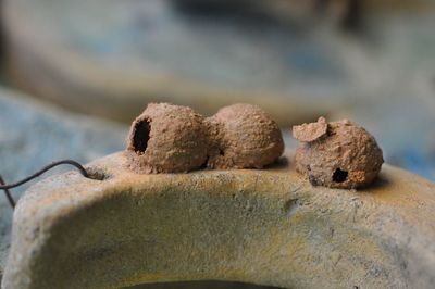 Close-up of rusty metal on rock