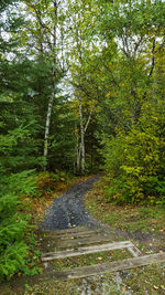 Road amidst trees in forest
