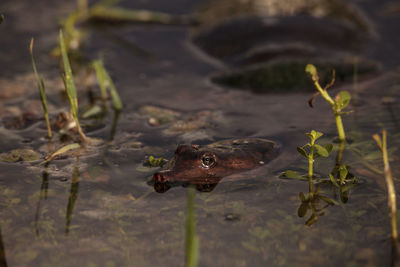 Florida softshell turtle apalone ferox in a pond, foraging for food and remaining alert in naples