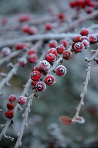 Close-up of frozen berries on tree