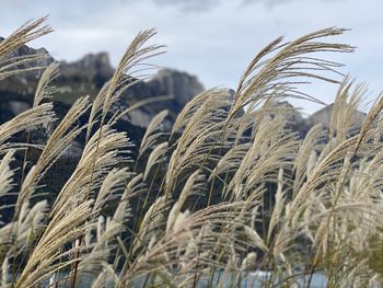 Close-up of wheat growing on field against sky