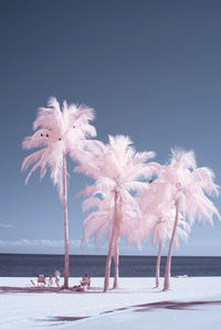 Palm trees on beach against clear sky