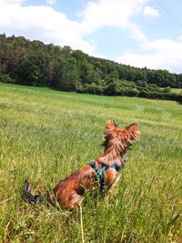 High angle view of dog on field against sky