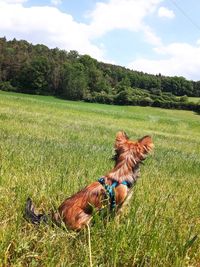 High angle view of dog on field against sky