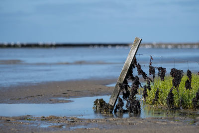 Wooden post at lakeshore against sky