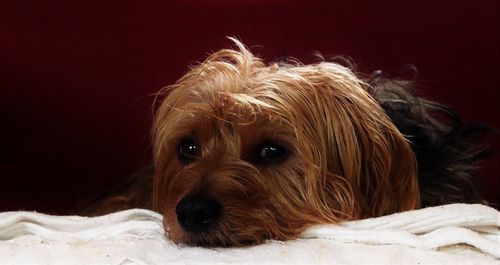 Close-up portrait of dog