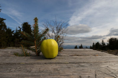 Green fruits on table against trees