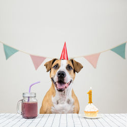Portrait of a dog celebrating first birthday, 1 year old dog