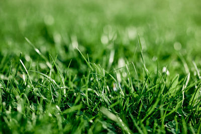 Full frame shot of grass