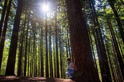 Low angle view of woman sitting by tree trunk at forest