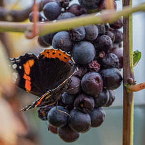 Close-up of grapes with butterfly