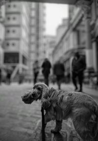 Dogs in city