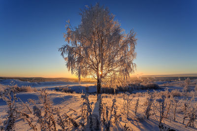 Tree on snow covered field against sky during sunset