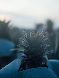 Close-up of succulent plant