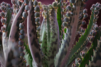 Full frame shot of succulent plants