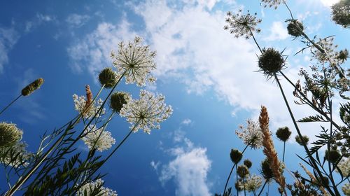 Low angle view of flowering plant against cloudy sky