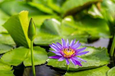 Close-up of purple water lily in lake