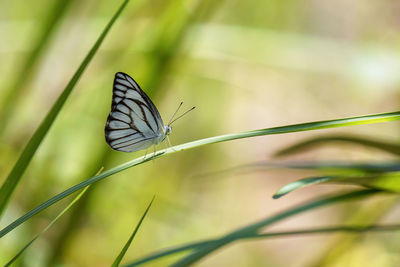 Butterfly on leaf