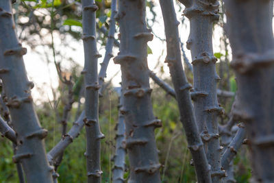 Close-up of bamboo trees in forest