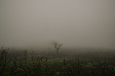Trees on field against sky