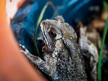 Close-up of frog