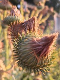 Close-up of plant on field