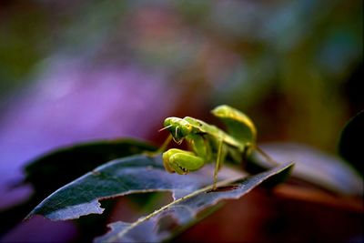 Close-up of insect on plant