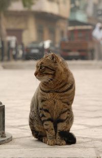 cat