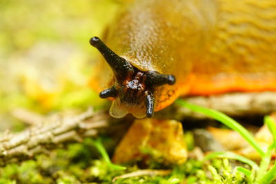 Close-up of insect on leaf