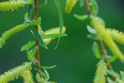 Close-up of green plant