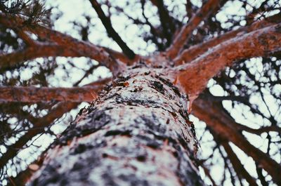 Low angle view of tree trunk