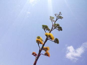 Low angle view of trees against blue sky