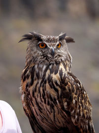 Close-up portrait of owl