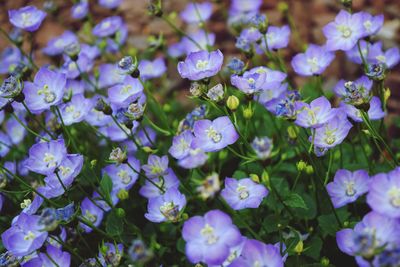 Close-up of purple flowers