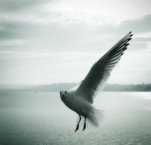 Seagull flying over water