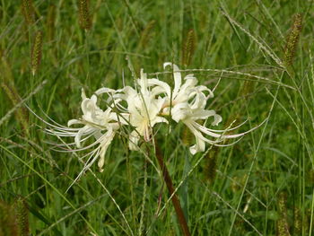 Close-up of flower against blurred background