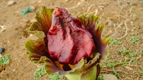 Close-up of red rose on field