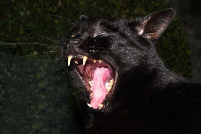 Close-up of black cat yawning