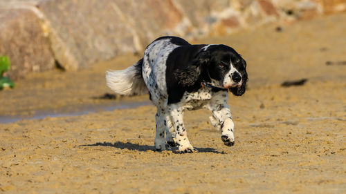 Dog running on sand