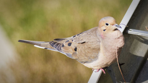 Close-up of bird perching on wall