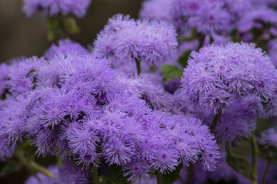 Close-up of purple flowering plants