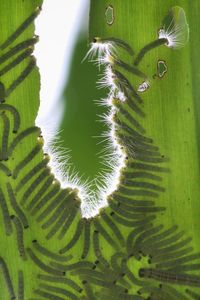 Communal feast. little caterpillars are eating green banana leaves.