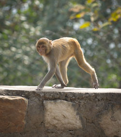 Monkey on wall