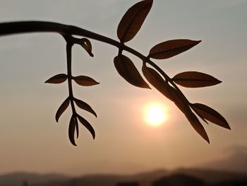 Close-up of silhouette leaves against sky during sunset