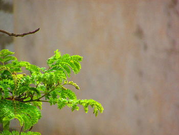 Close-up of leaves