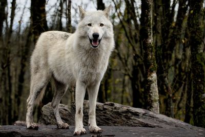The white wolf - the watcher