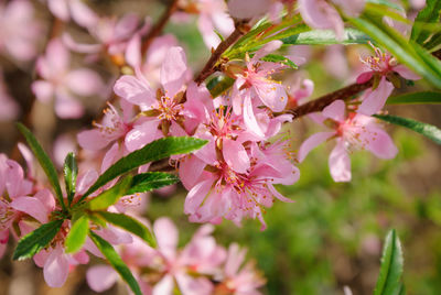 Close-up of pink cherry blossoms in spring