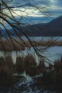 Bare trees on landscape